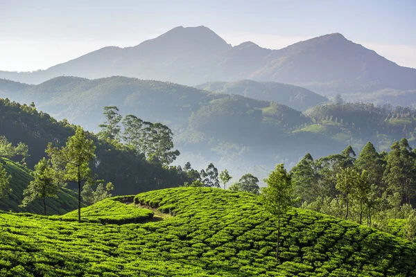 Kerala 6 Nights Tour